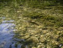 Pêche à vue !